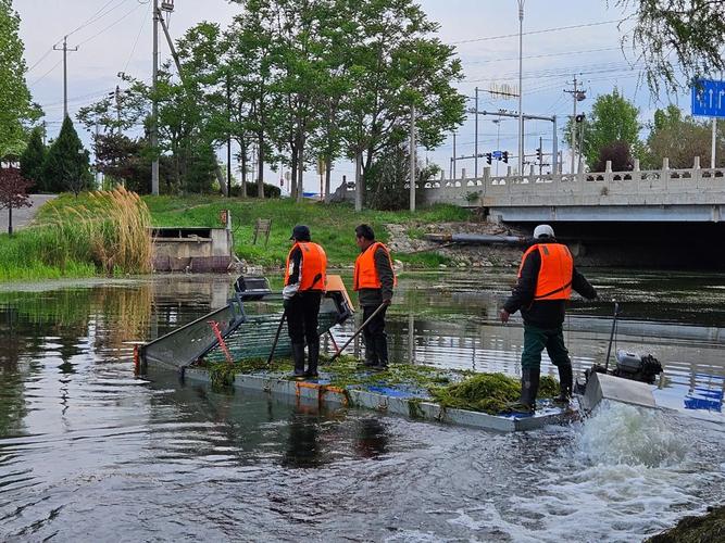 水草繁殖堵河道 清理河道保畅通