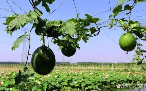 郑场镇500亩瓜蒌田迎来挂果季