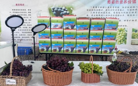 郑场葡萄抢“鲜”上市