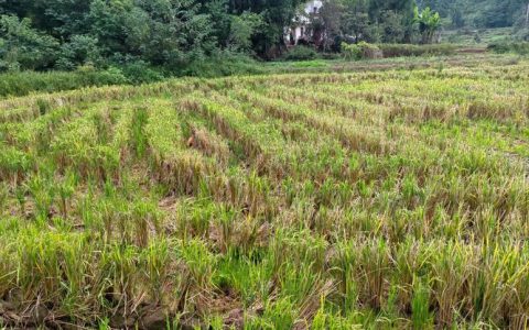 陈场再生稻：省时省力收益高