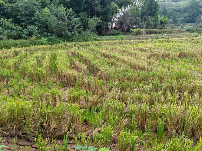 陈场再生稻：省时省力收益高