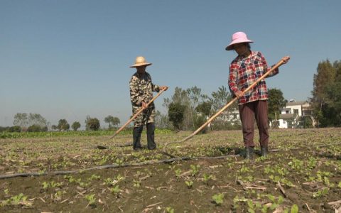 仙桃立足抗长旱“多方找水”