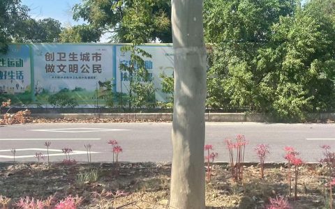 彼岸花开新洲，描画1公里绿化带，武汉街边少见！