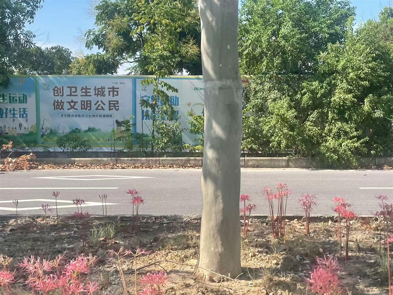 彼岸花开新洲，描画1公里绿化带，武汉街边少见！