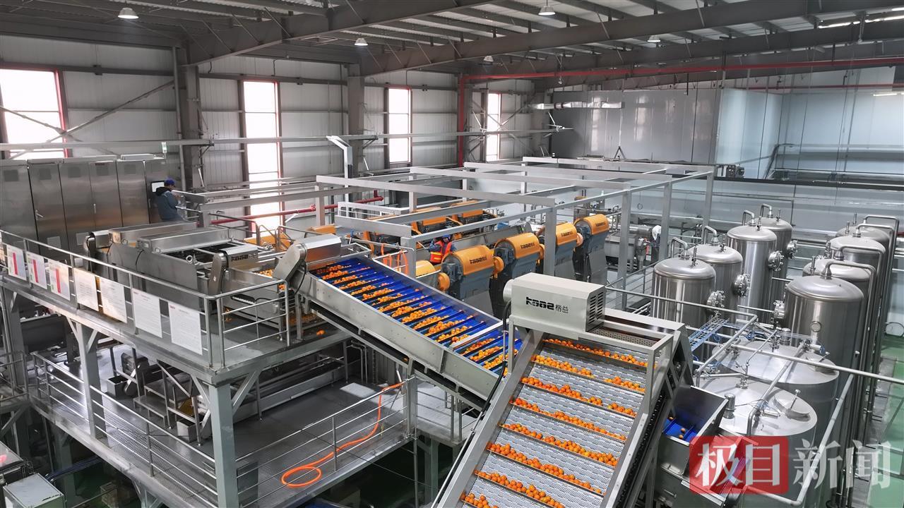 活力中国调研行|1小时产出1.8万瓶桔汁，丹江口靠好水和好桔把“水经济”玩出了花