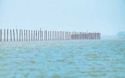 “水下森林”引鸥鹭纷至 鄂州涂镇湖（东南侧）水生态修复竣工