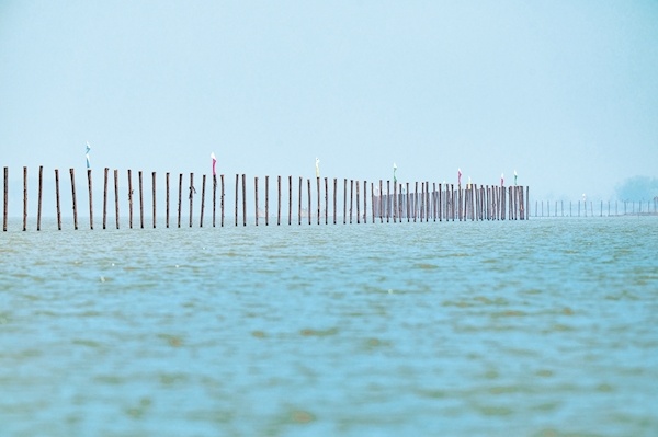 “水下森林”引鸥鹭纷至 鄂州涂镇湖（东南侧）水生态修复竣工