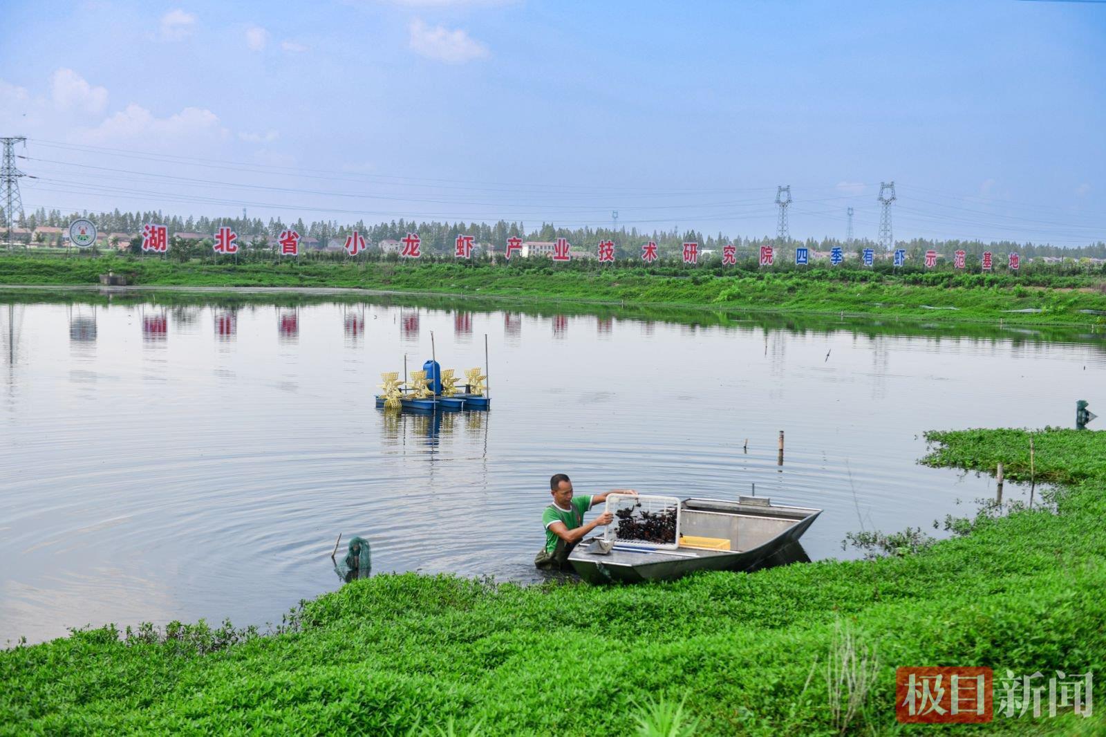 活力中国调研行|潜江鲜虾跃动四季，虾农：以前靠天吃饭，现在四季赚钱