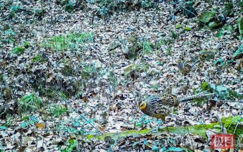 5只白冠长尾雉同框大别山，属国家一级重点保护野生动物，其尾羽（雉翎）曾是制作京剧武生头饰的重要材料