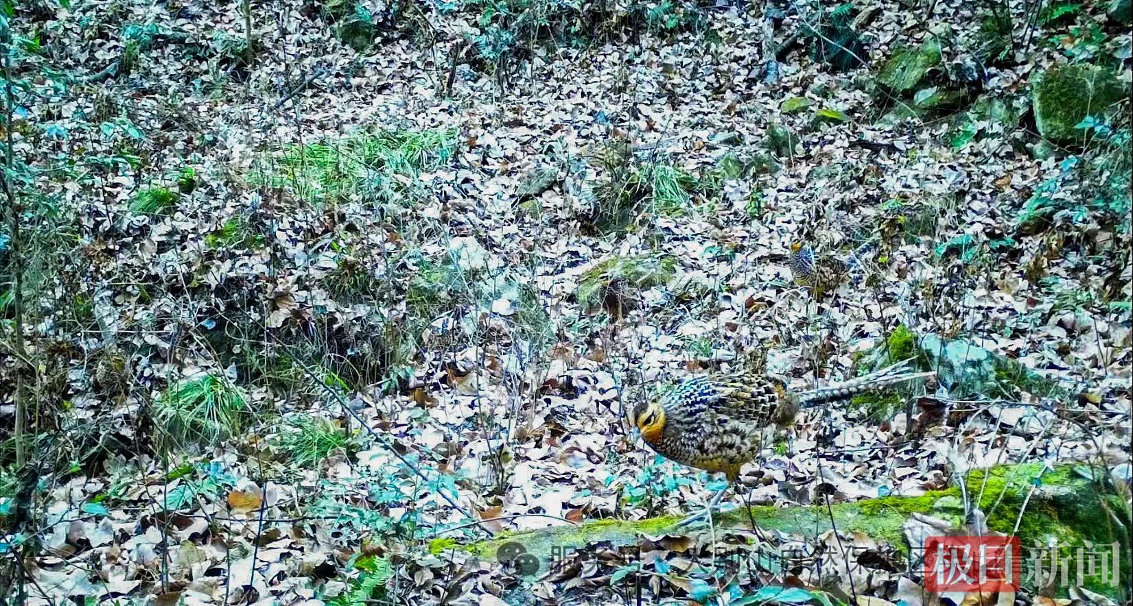 5只白冠长尾雉同框大别山，属国家一级重点保护野生动物，其尾羽（雉翎）曾是制作京剧武生头饰的重要材料