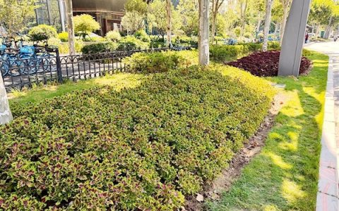 新品彩叶草街头添新彩