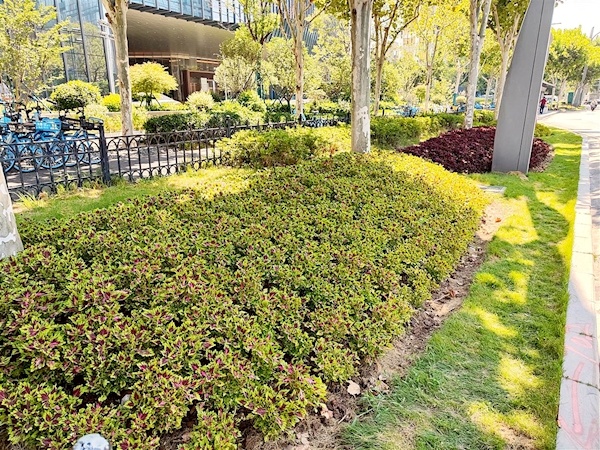 新品彩叶草街头添新彩