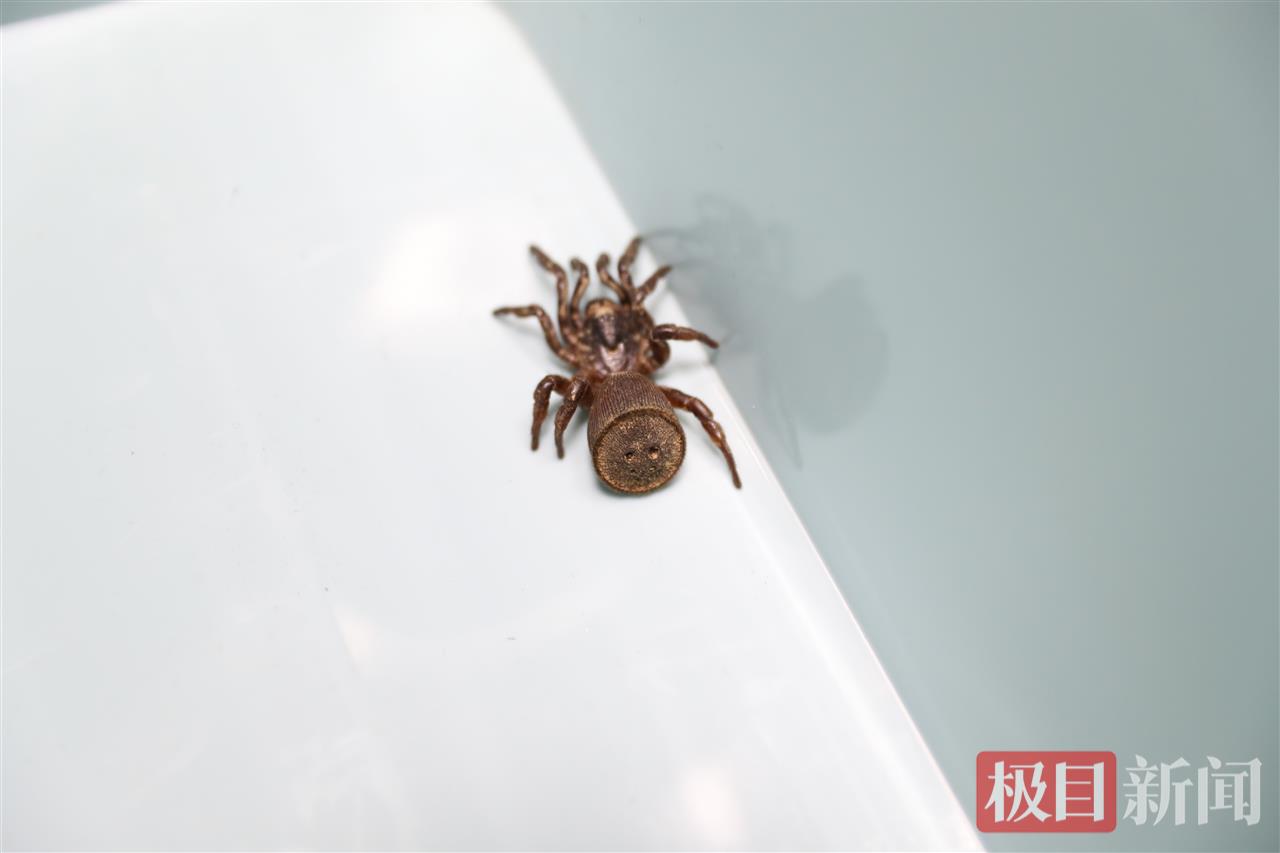 罕见！长阳都镇湾镇发现“蛛圆章”