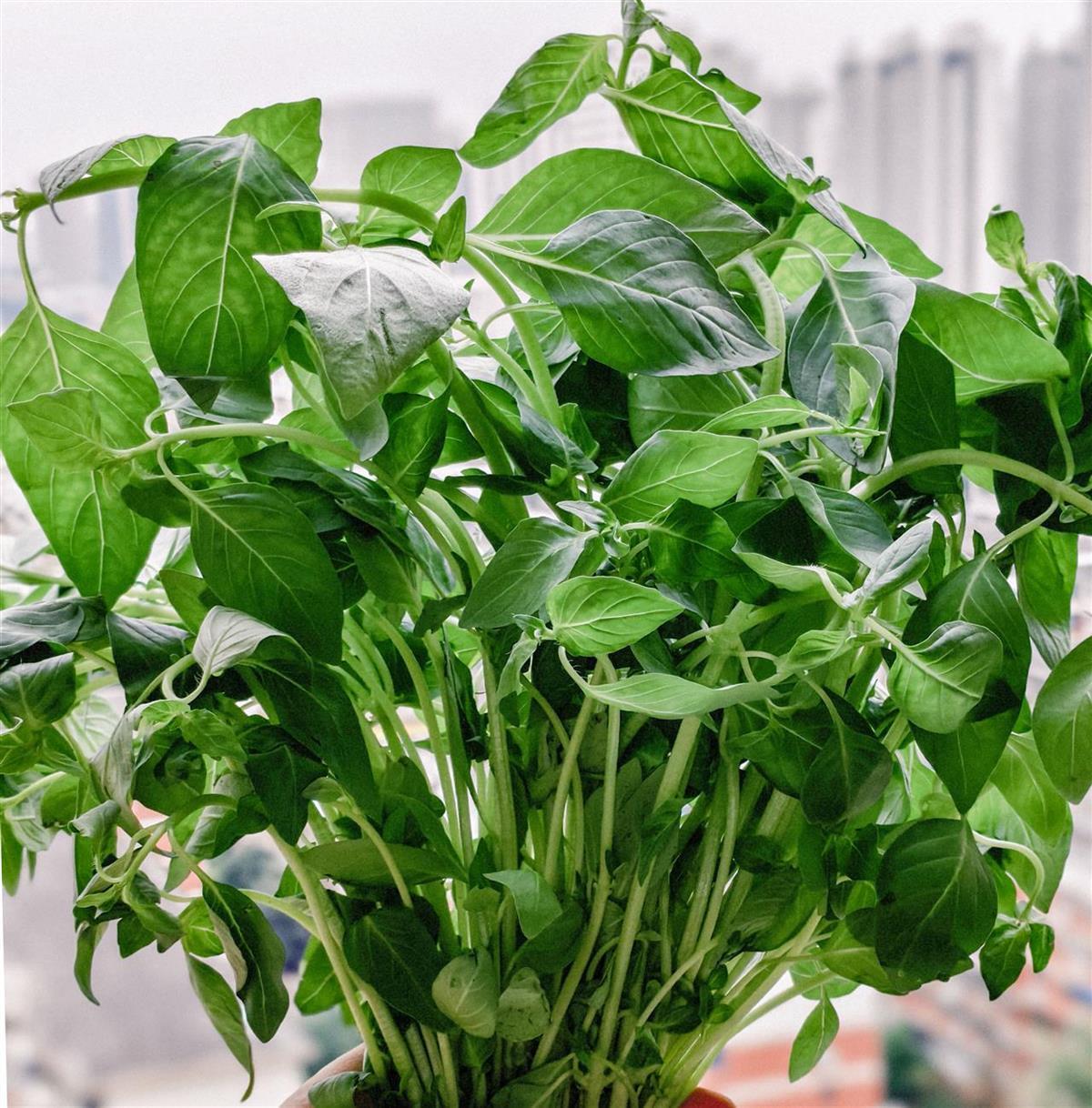 鹿晗郑州演唱会自曝最爱吃河南荆芥，记者探访：农贸市场5元一斤，吃叶不吃茎