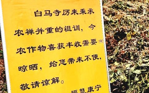 实探印乐方丈曾管理过的白马寺 僧人顶着38摄氏度高温种地 寺里一直是农禅并重