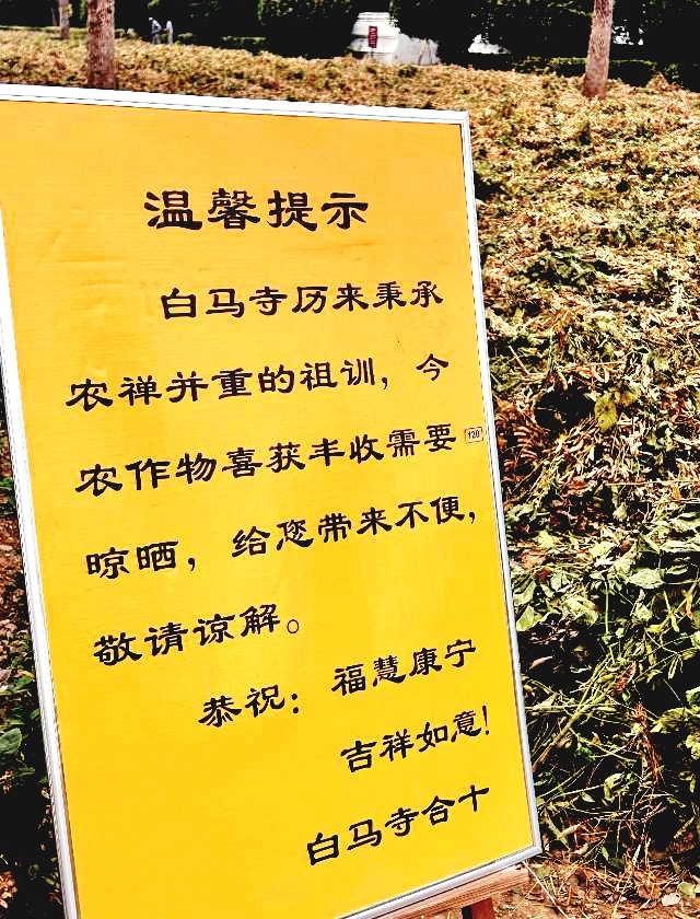 实探印乐方丈曾管理过的白马寺 僧人顶着38摄氏度高温种地 寺里一直是农禅并重