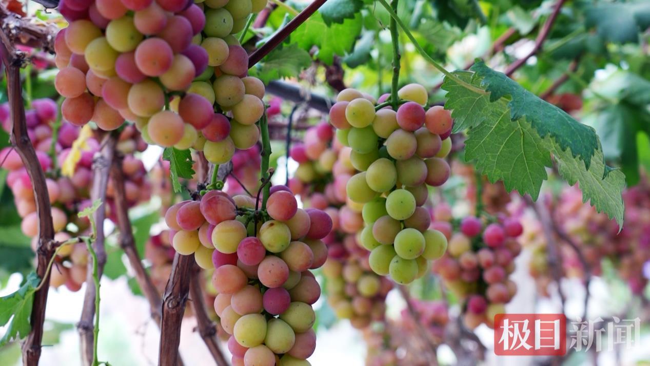 湖北孝昌葡萄缀满振兴路，农文旅融合绘新篇