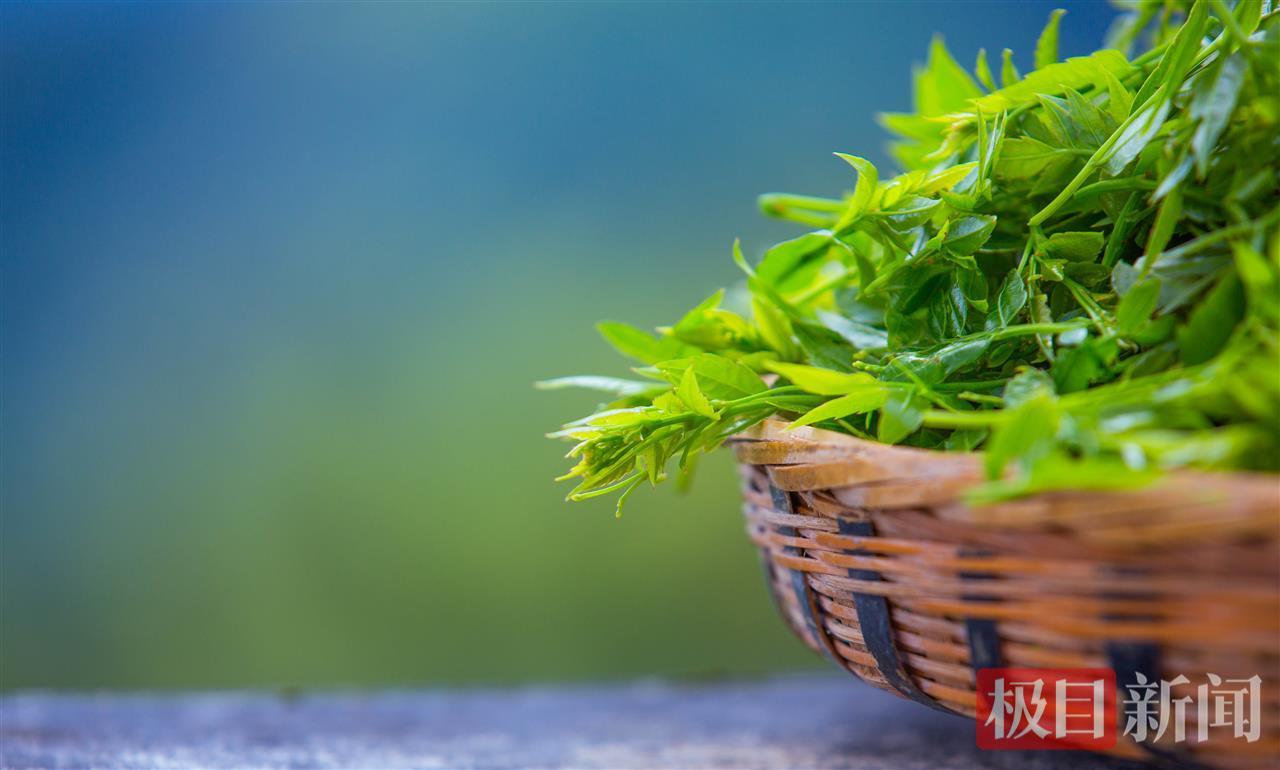 第三届来凤国际藤茶大会丨“养生”路上，年轻人早晚都爱喝的新茶饮来了！