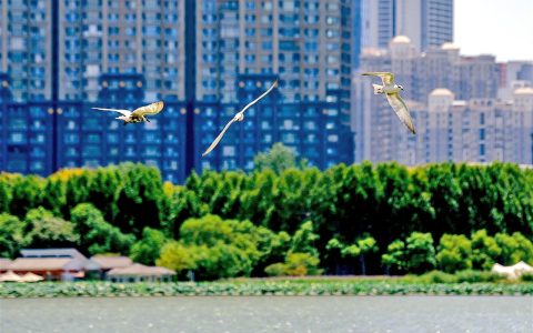 碧水蓝天下  水鸟舞翩跹