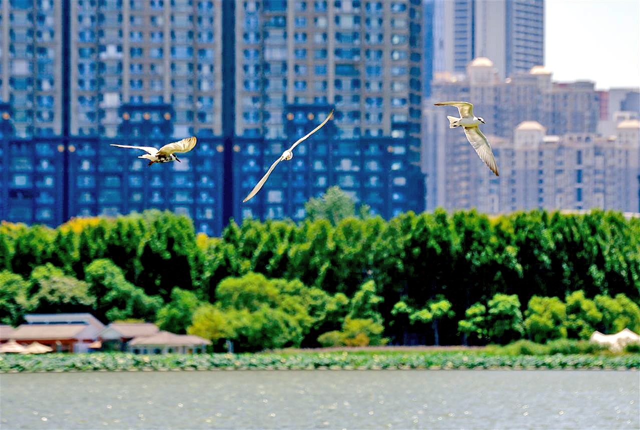碧水蓝天下  水鸟舞翩跹