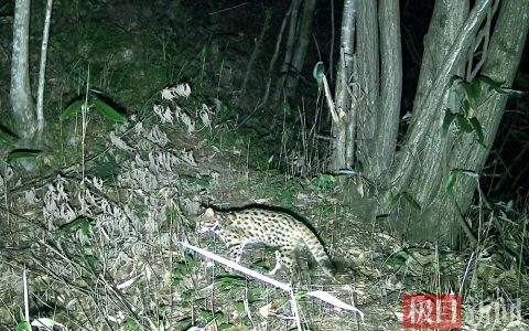 湖北九女峰：红外相机捕捉豹猫戏蝶瞬间