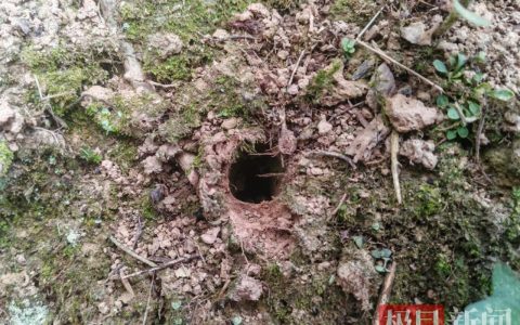 罕见！长阳都镇湾镇发现“蛛圆章”