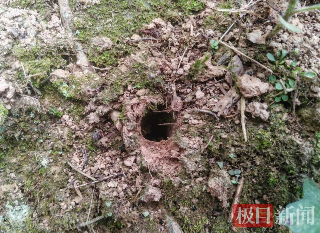 罕见！长阳都镇湾镇发现“蛛圆章”