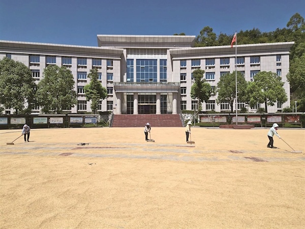 重庆一镇政府开放大院供村民晒谷 村民随时都能来晒  还提供纳凉点和饮用水