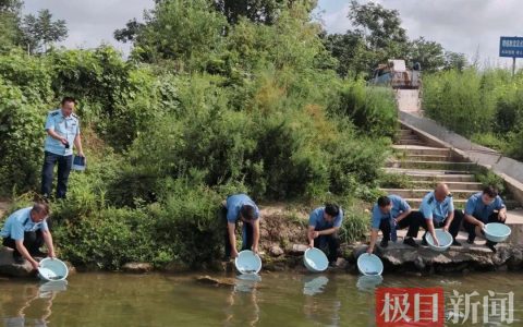 2人非法捕捞后增殖放流补“过”，5万尾鱼苗游向汉江深处！