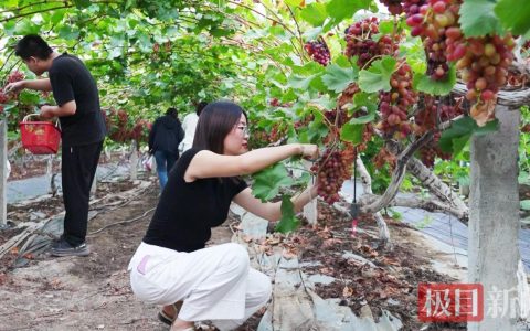 湖北孝昌葡萄缀满振兴路，农文旅融合绘新篇