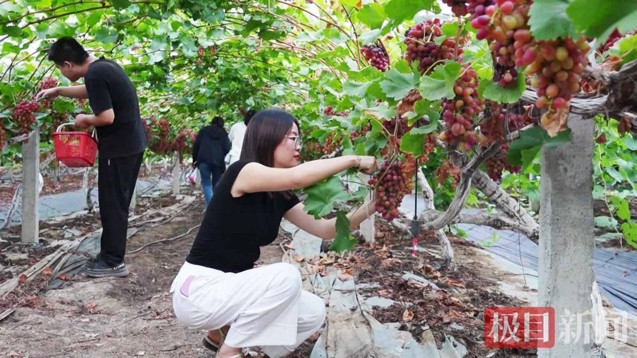 湖北孝昌葡萄缀满振兴路，农文旅融合绘新篇