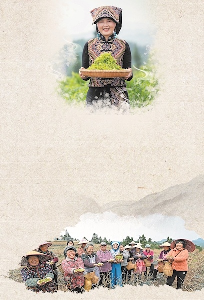 商海女强人返乡当茶农 “藤茶姐姐”近600条短视频带火土家藤茶