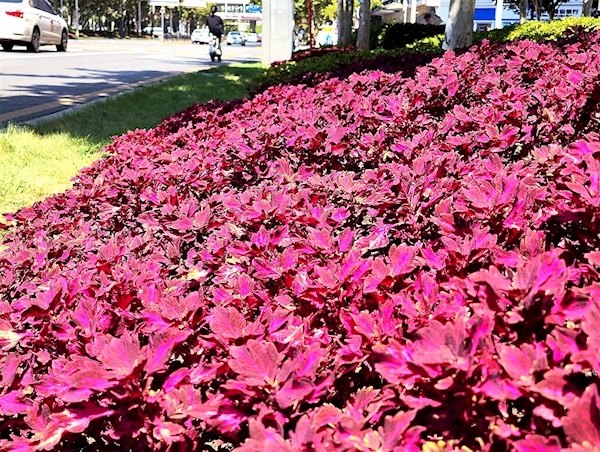 新品彩叶草街头添新彩