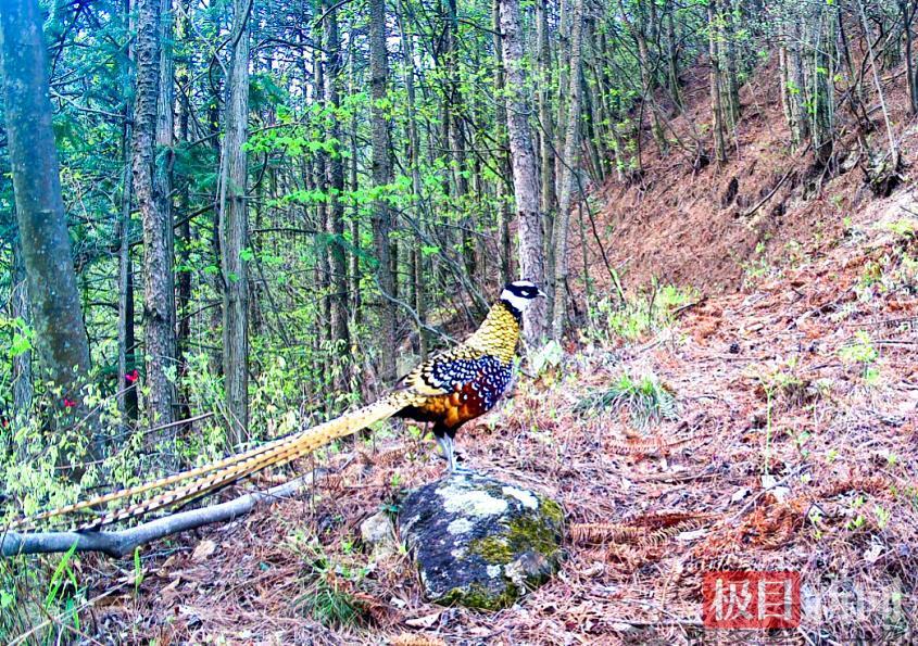 5只白冠长尾雉同框大别山，属国家一级重点保护野生动物，其尾羽（雉翎）曾是制作京剧武生头饰的重要材料