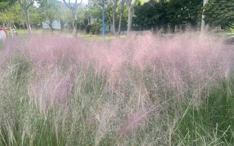 一团团粉雾生成！粉黛乱子草，开花比往年早！