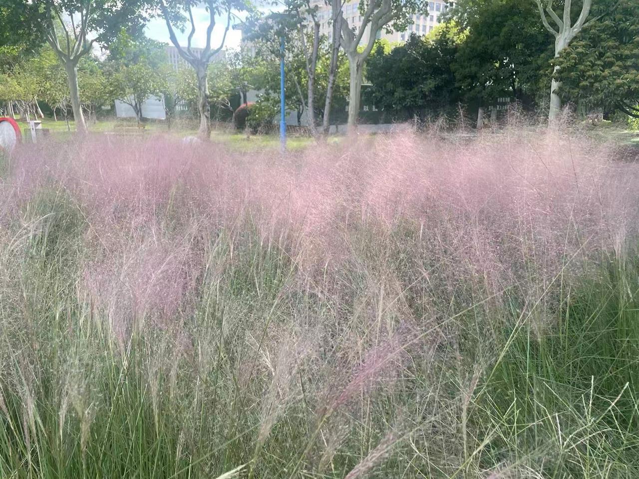 一团团粉雾生成！粉黛乱子草，开花比往年早！