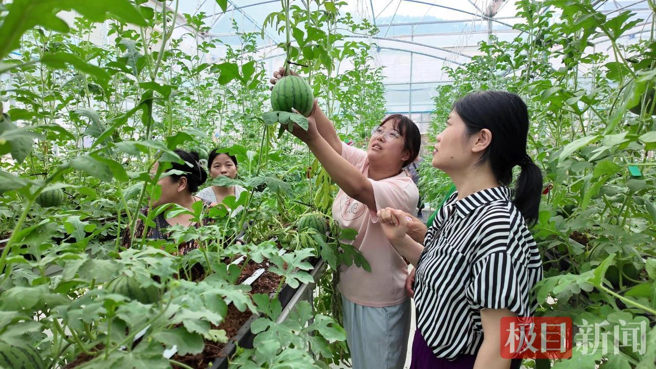 赏花、采摘、遛娃一站搞定，郧西新添休闲旅游好去处