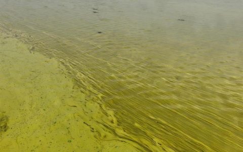 太湖水面出现大面积黄色藻类，当地：受台风影响引起水华，近日正打捞处置