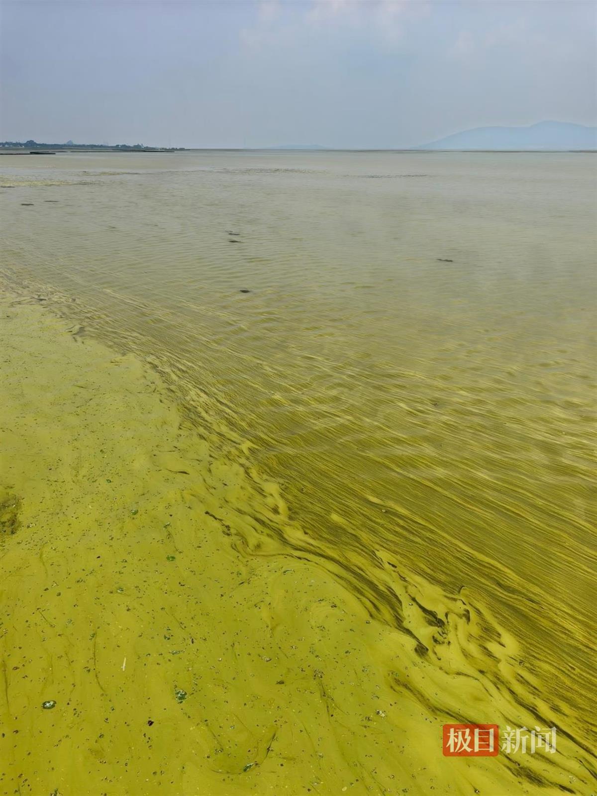 太湖水面出现大面积黄色藻类，当地：受台风影响引起水华，近日正打捞处置