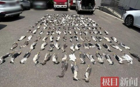 用浸泡过毒液的小鱼捕杀野鸟，现场烟头锁定嫌疑人，最终16人获刑！