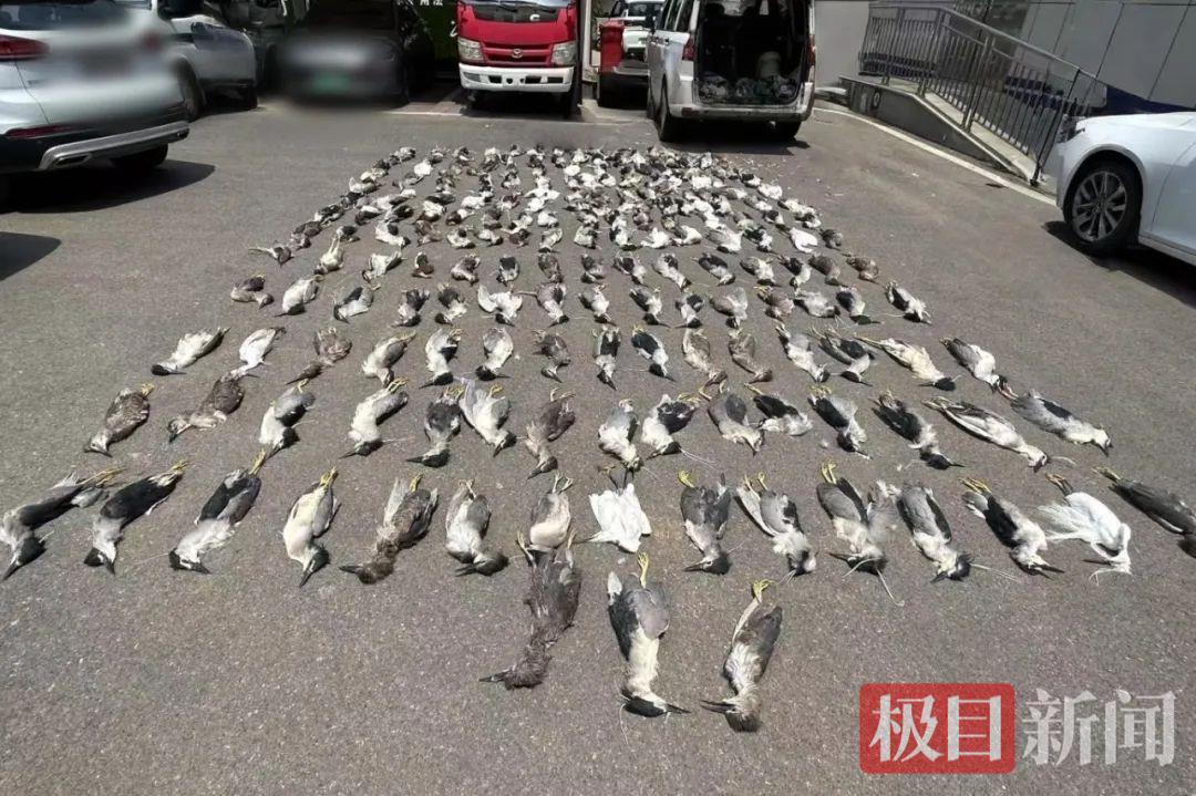 用浸泡过毒液的小鱼捕杀野鸟，现场烟头锁定嫌疑人，最终16人获刑！