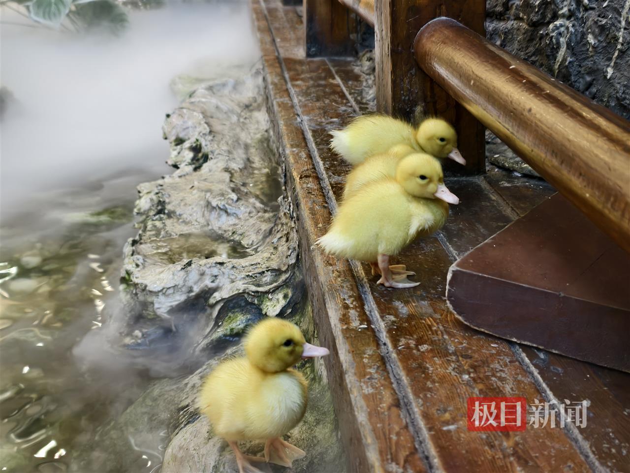 西安一商场用狮子“引流”遭质疑，小狮子、小马和羊驼已撤走，顾客：看动物应去动物园