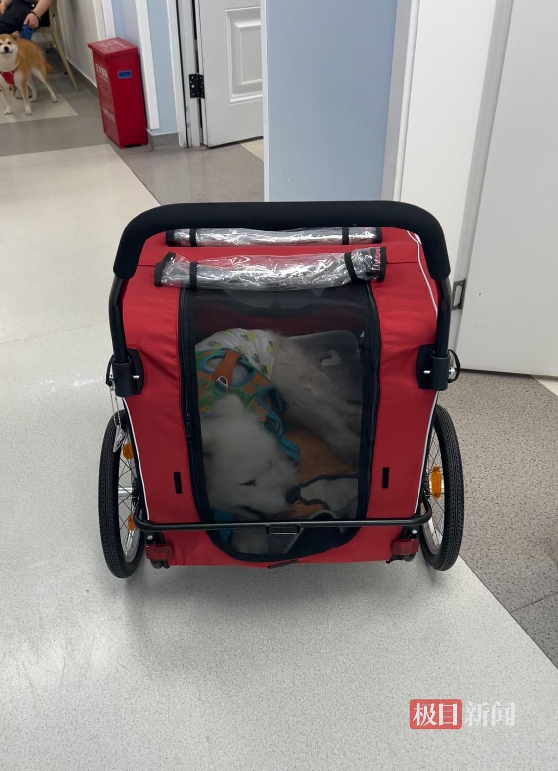 实探年接诊超10万病例的“宠物界协和”：教授坐诊、一医一患，有主治医生提前4天号就被抢光，还能给“毛孩子”做针灸熏艾