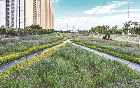 1.6公顷花海盛装迎客