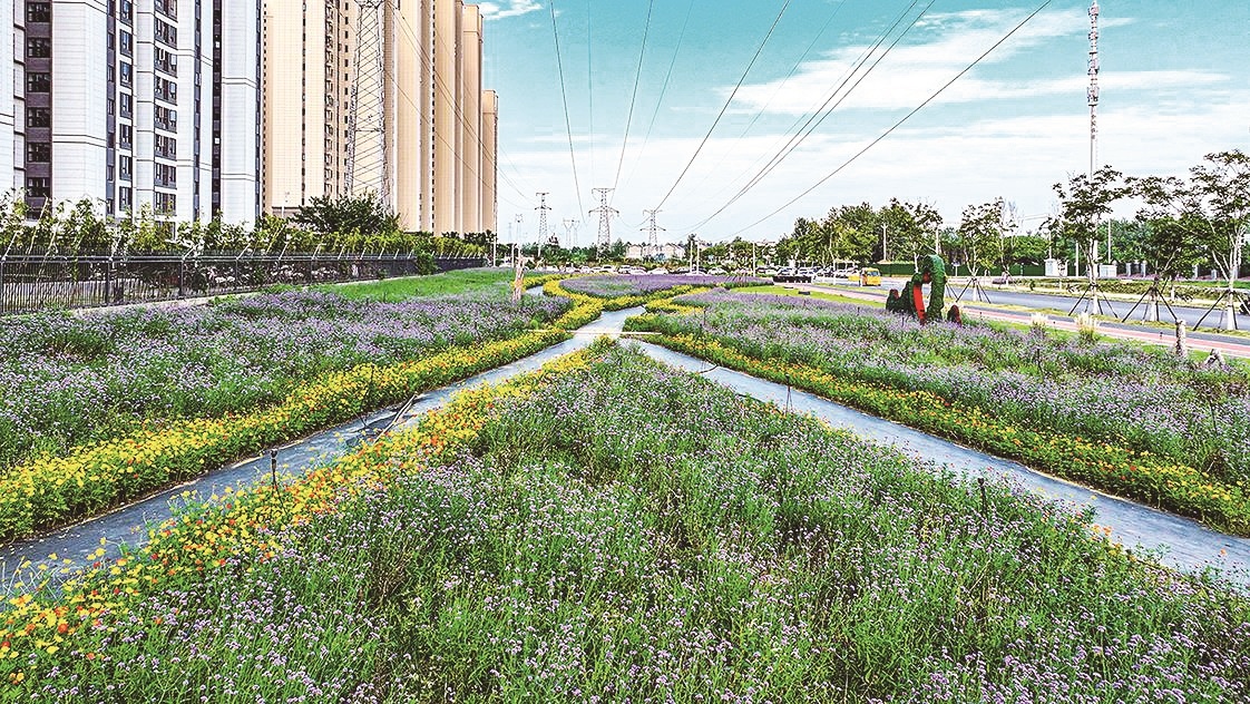 1.6公顷花海盛装迎客