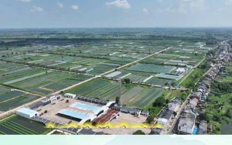 中央省级媒体采访团聚焦仙桃黄鳝