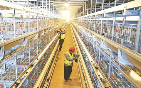 喂食控温全自动，捡蛋无人化——8万只蛋鸡住进“智能新家”