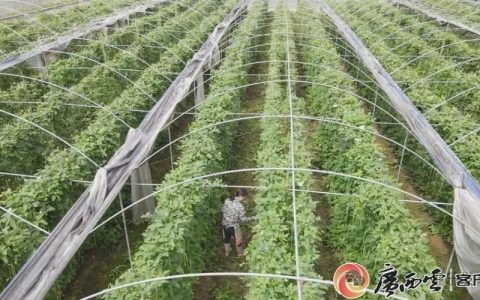 科技赋能 沃野生“金”