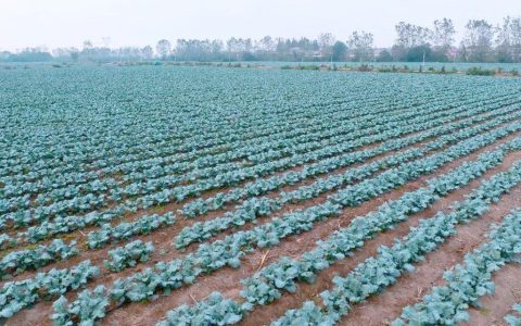 九合垸做强西兰花产业“芯”动力——农户市外“飞地”种花1.8万亩