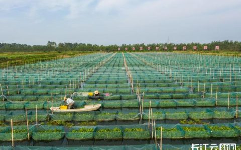 数鲜云冻：产业链上“新板眼”——观摩“仙桃黄鳝”原产地见闻